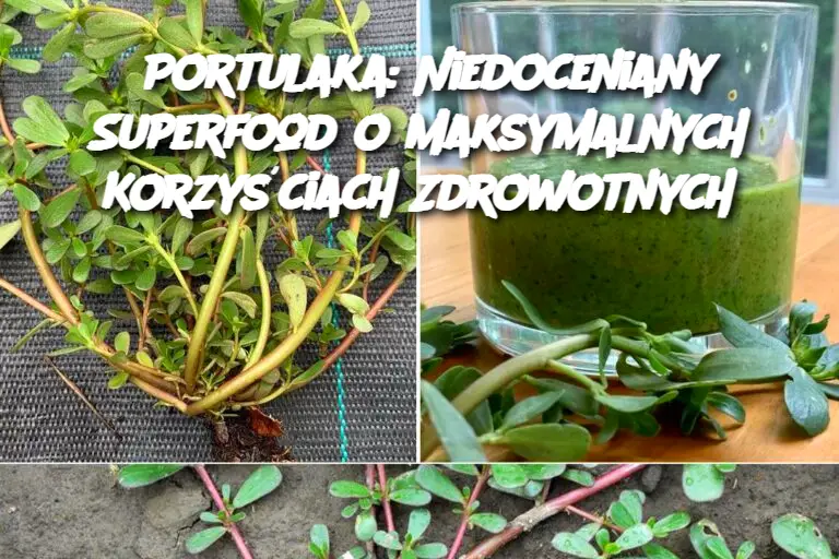 Portulaka: Niedoceniany Superfood o Maksymalnych Korzyściach Zdrowotnych