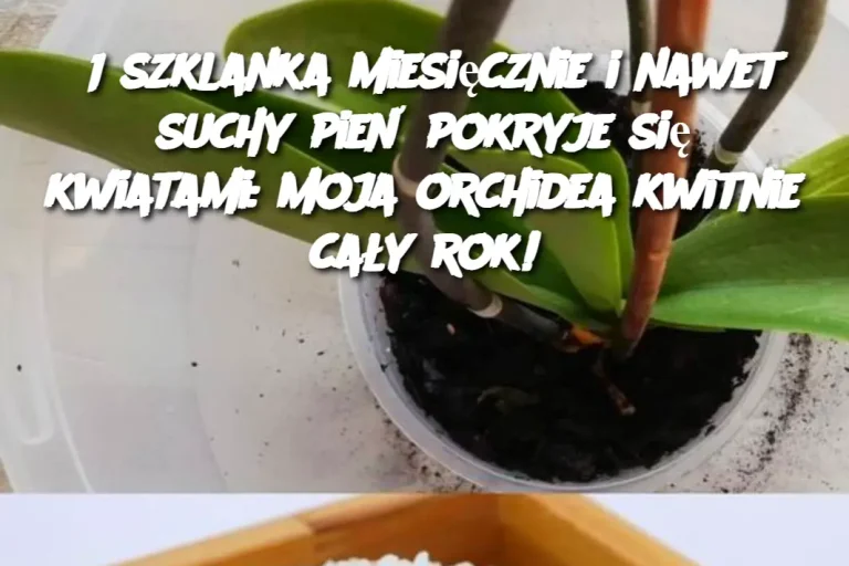 1 szklanka miesięcznie i nawet suchy pień pokryje się kwiatami: moja orchidea kwitnie cały rok!