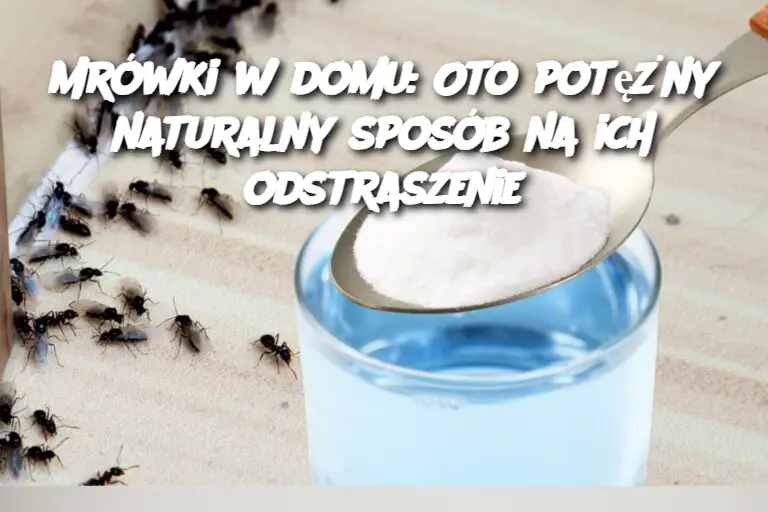 Mrówki w domu: Oto potężny naturalny sposób na ich odstraszenie