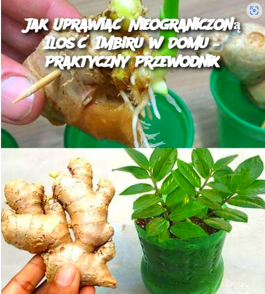 Jak Uprawiać Nieograniczoną Ilość Imbiru w Domu – Praktyczny Przewodnik