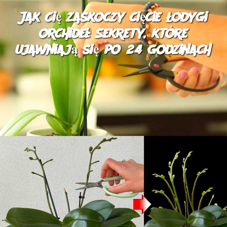 Jak Cię zaskoczy cięcie łodygi orchidei: Sekrety, które ujawniają się po 24 godzinach