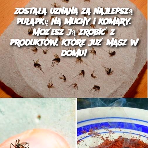 Najlepsza pułapka na muchy i komary – zrób ją z produktów, które już masz w domu!