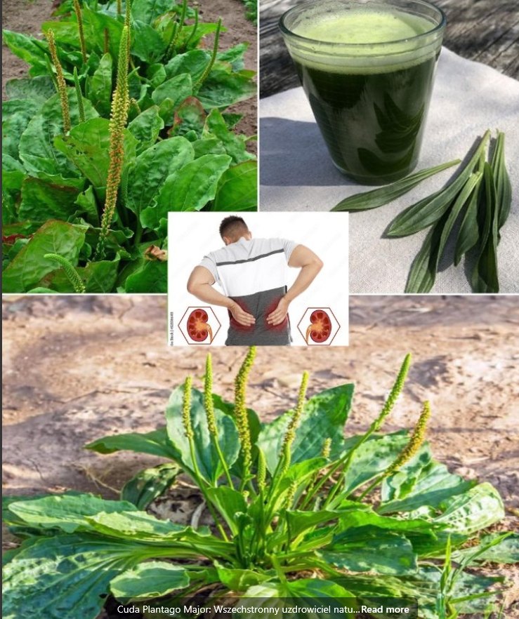 Cuda Plantago Major: Wszechstronny Uzdrowiciel Natury