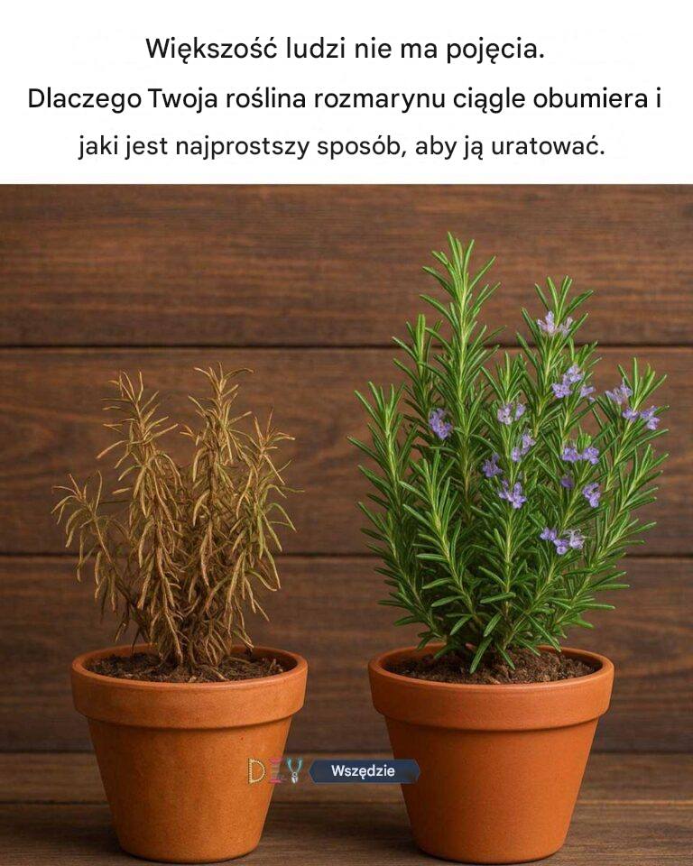 Większość ludzi nie ma pojęcia, dlaczego twój rozmaryn ciągle umiera? I najprostszy trik, aby go uratować.