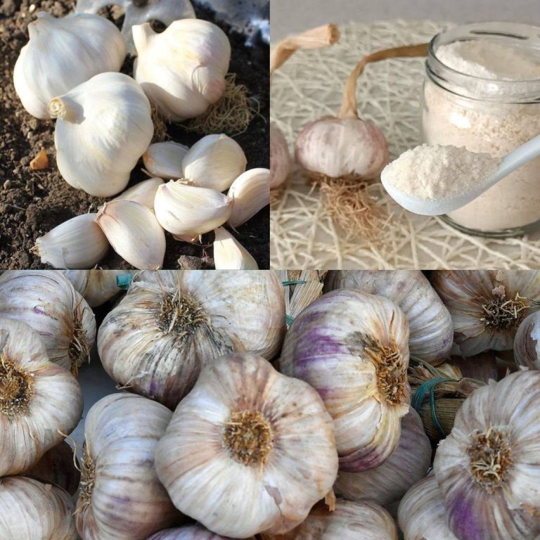 Sekrety Przechowywania Czosnku: Jak Zachować Jego Świeżość i Aromat na Dłużej