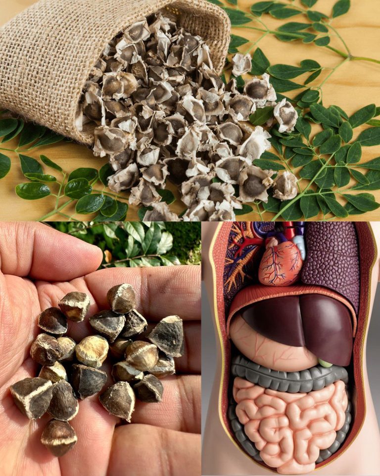 Moc nasion Moringa: 25 korzyści i jak je wykorzystać w domu