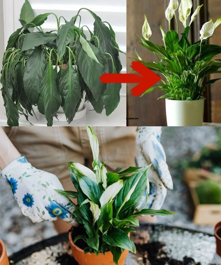 Sekrety bujnego wzrostu i kwitnienia Spathiphyllum: Poradnik krok po kroku