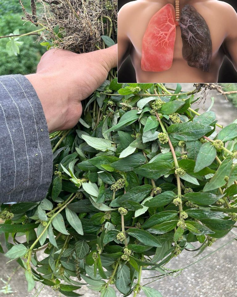 Euphorbia Hirta: 30 korzyści i jak bezpiecznie ją stosować