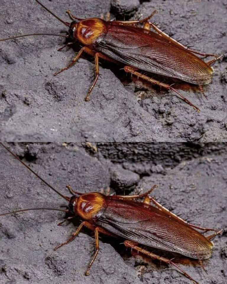 Co oznacza obecność karaluchów w domu?